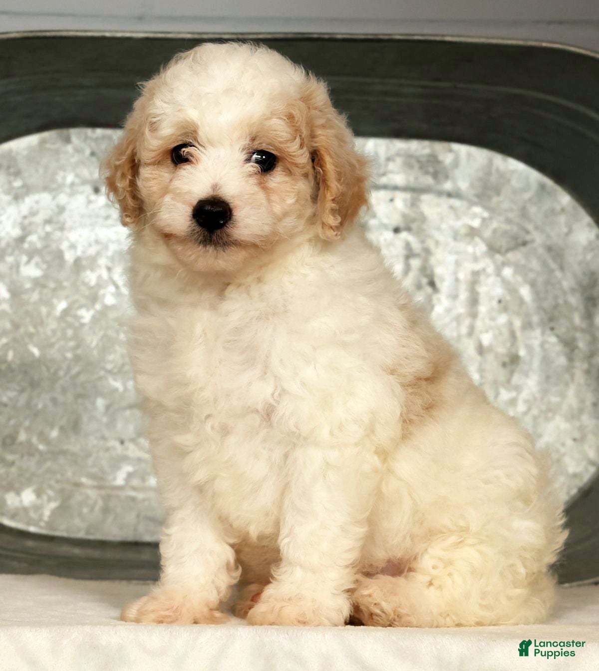 Miniature Poodle dogs Parker - Ad 1