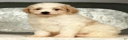 Miniature Poodle dogs for sale: Parker - Ad 1