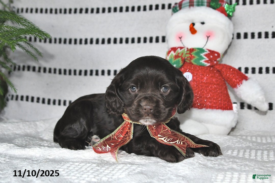 Cocker Spaniel dogs for sale: Holly - Ad 6