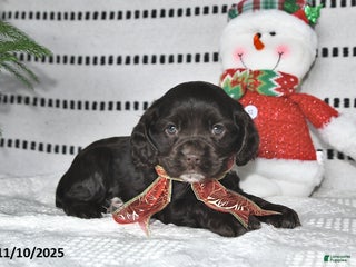 Cocker Spaniel dogs - Ad 19