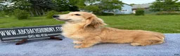 Miniature Dachshund dogs for sale: Cream - Ad 20