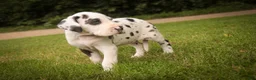 Great Dane dogs for sale: Cherish Great Dane  - Ad 1