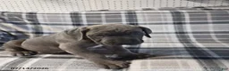 Cane Corso dogs for sale: Duke - Ad 8