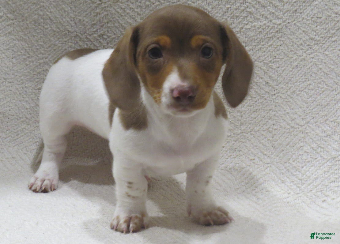 Miniature Dachshund dogs Jenna - Ad 1
