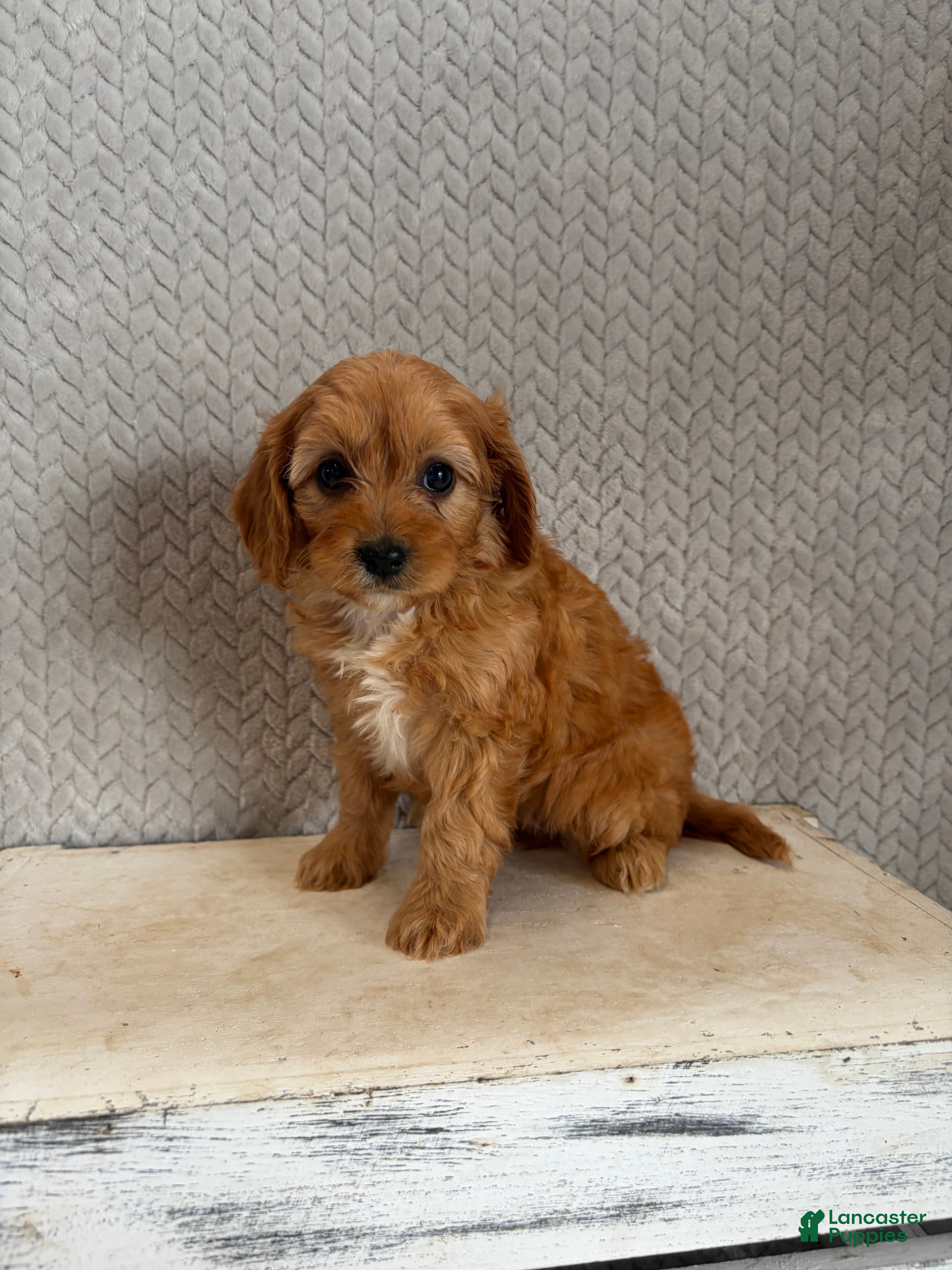 Cavapoo dogs Maya - Ad 1