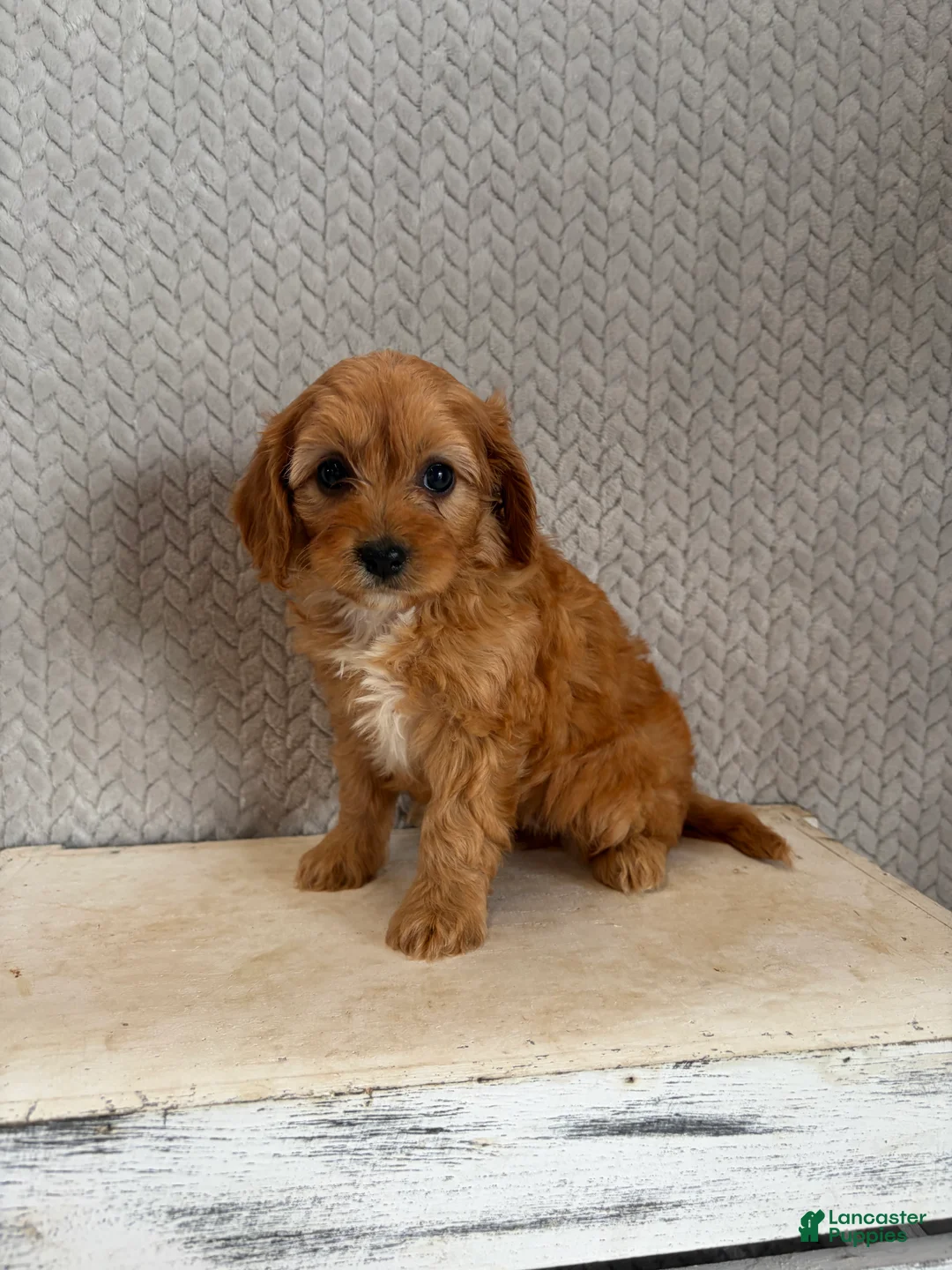 Cavapoo dogs for sale: Maya - Ad 1