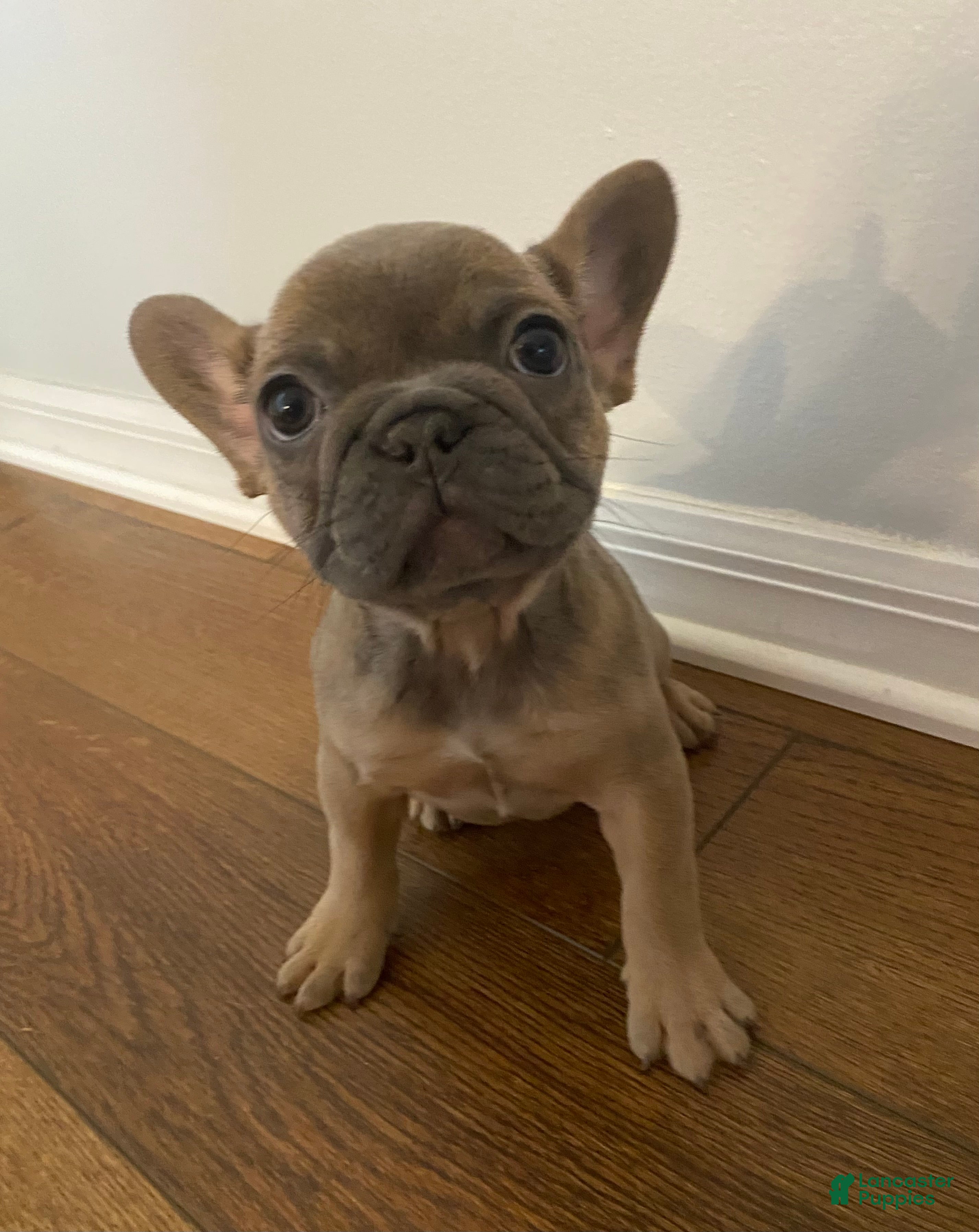 French Bulldog dogs French Bulldog 3 - Ad 9