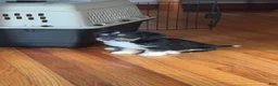 Mixed Breed dogs for sale: Fluffy - Ad 1