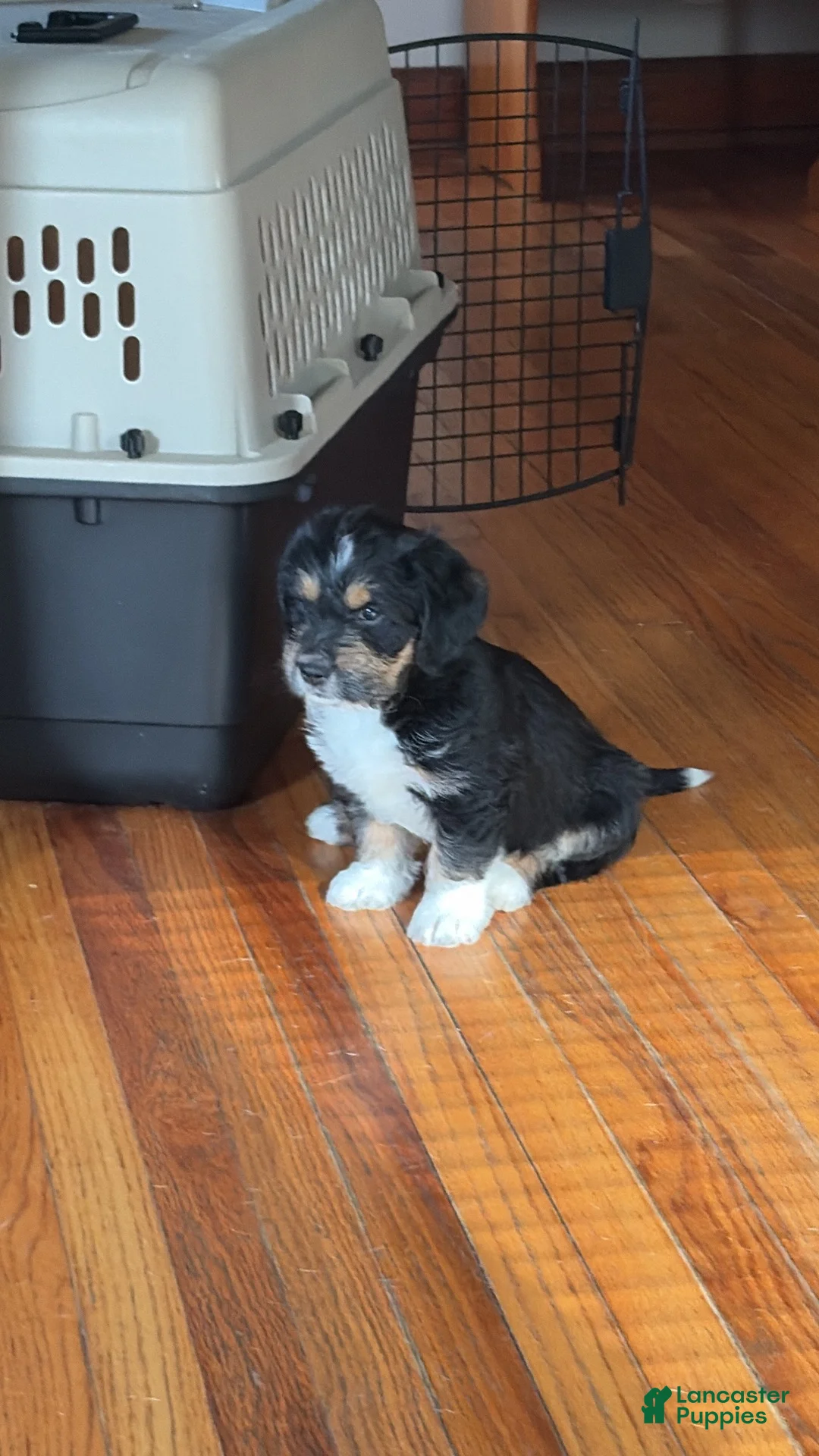 Mixed Breed dogs for sale: Fluffy - Ad 1