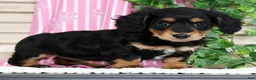 Miniature Dachshund dogs for sale: Bella - Ad 5