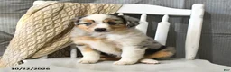 Miniature Australian Shepherd dogs for sale: Tassel - Ad 5