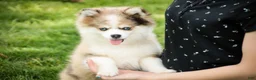Pomsky dogs for sale: Sebastian - Ad 3
