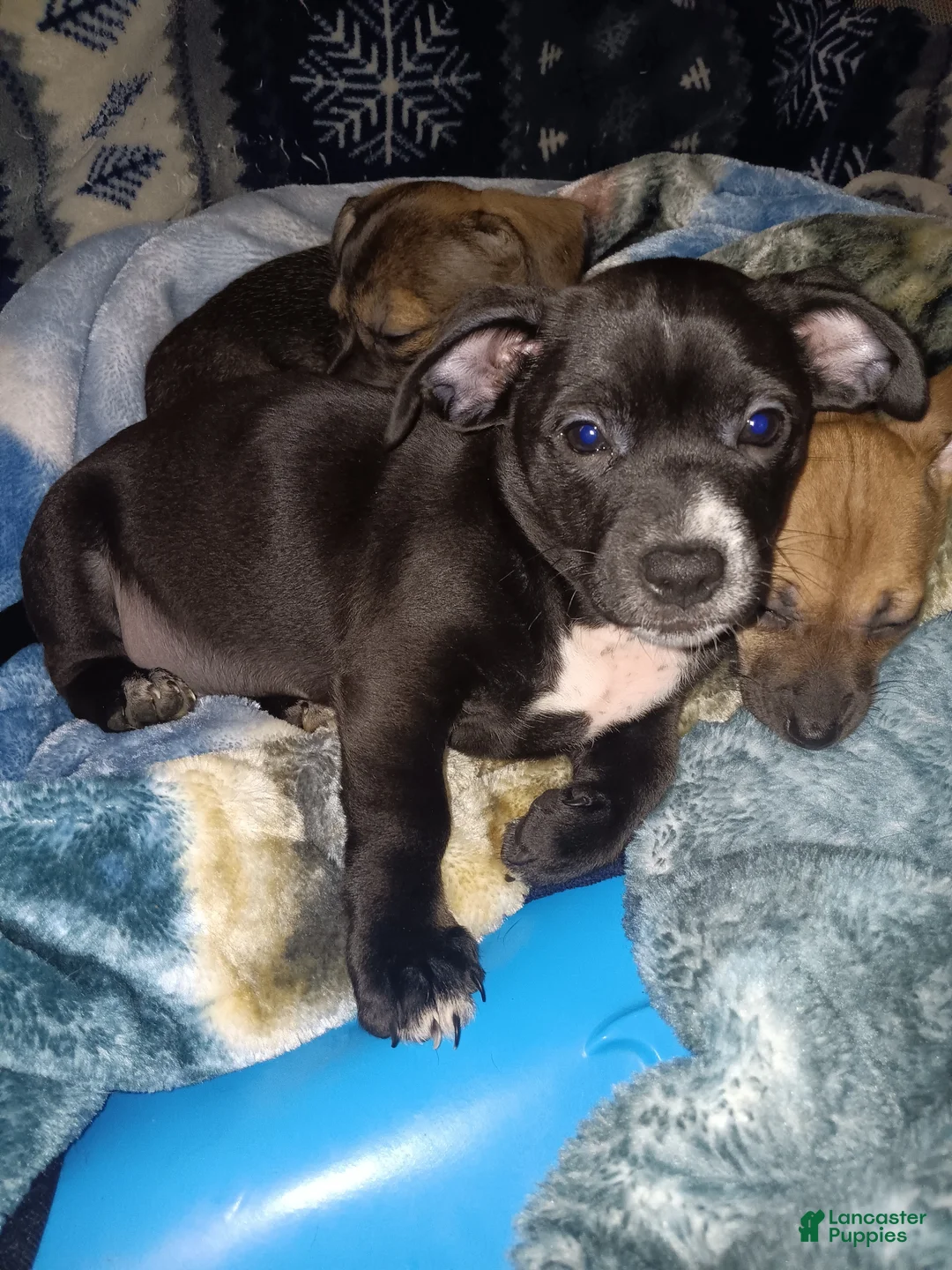 Chiweenie dogs for sale: Chiweenie Puppy 1 - Ad 1