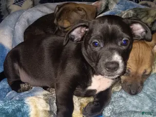 Chiweenie dogs Chiweenie Puppy 1 - Ad 1