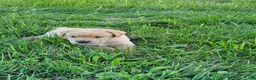 Labrador Retriever dogs for sale: Oliver - Ad 3