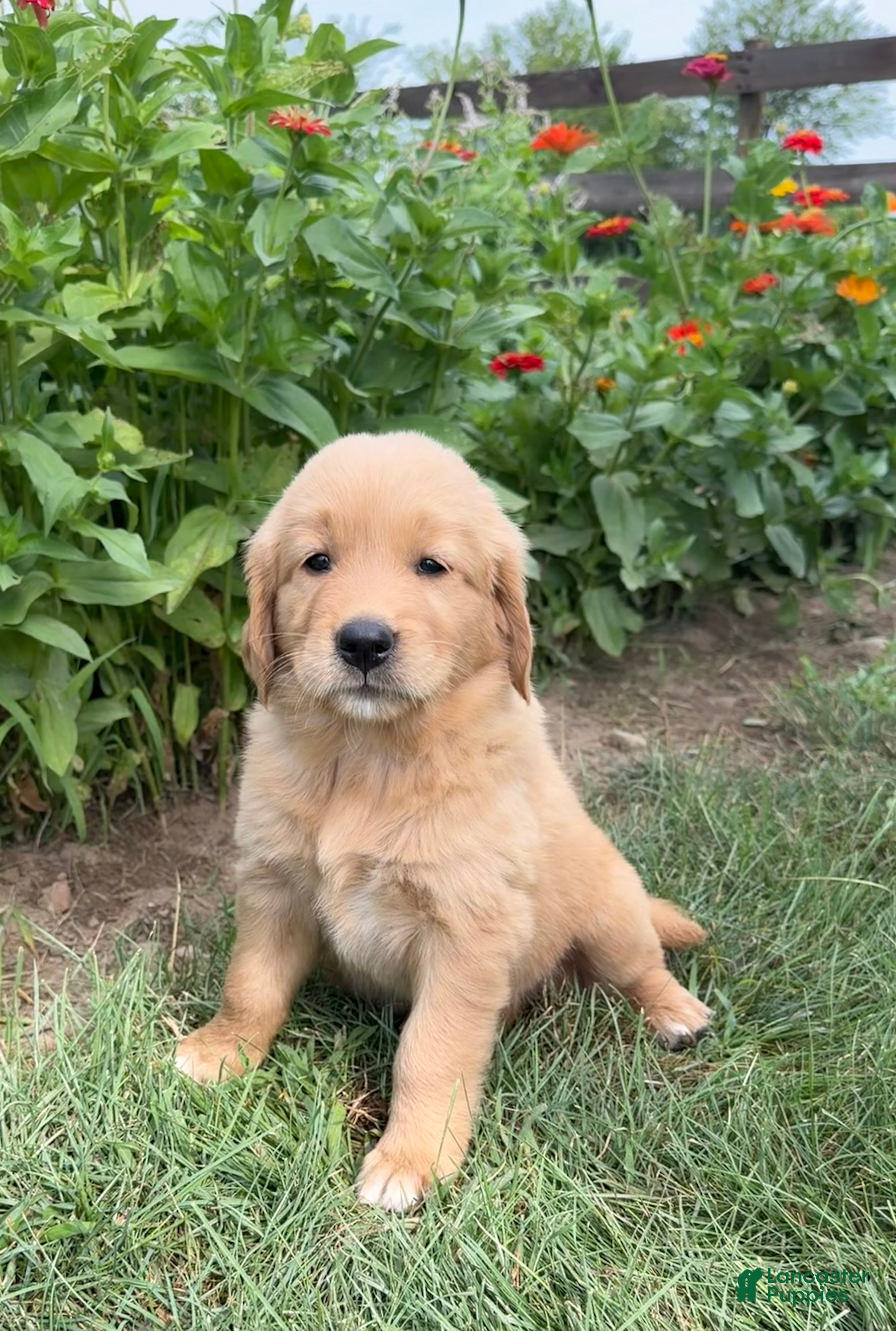 Golden Retriever dogs Callie - Ad 1