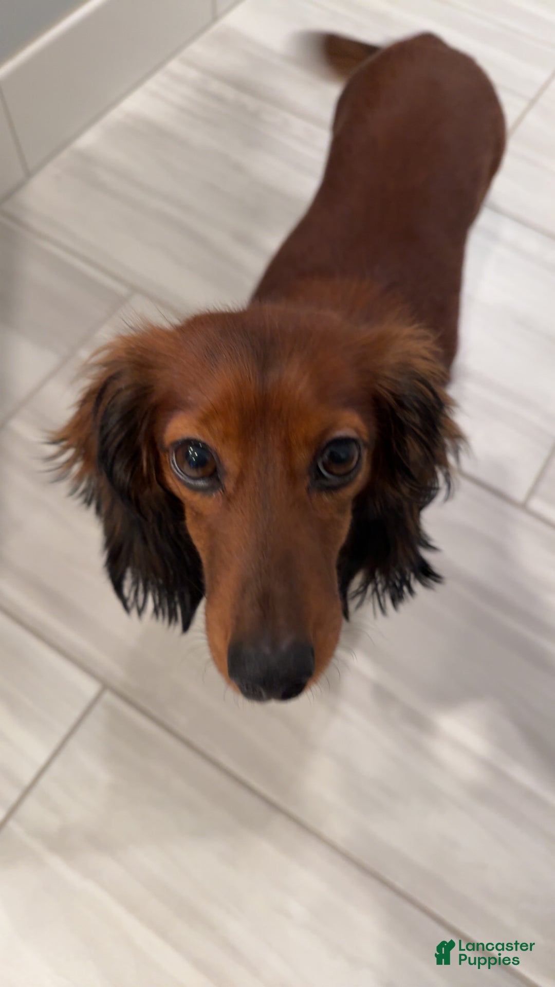 Miniature Dachshund dogs for sale: Miniature Dachshund Puppy 3 - Ad 5