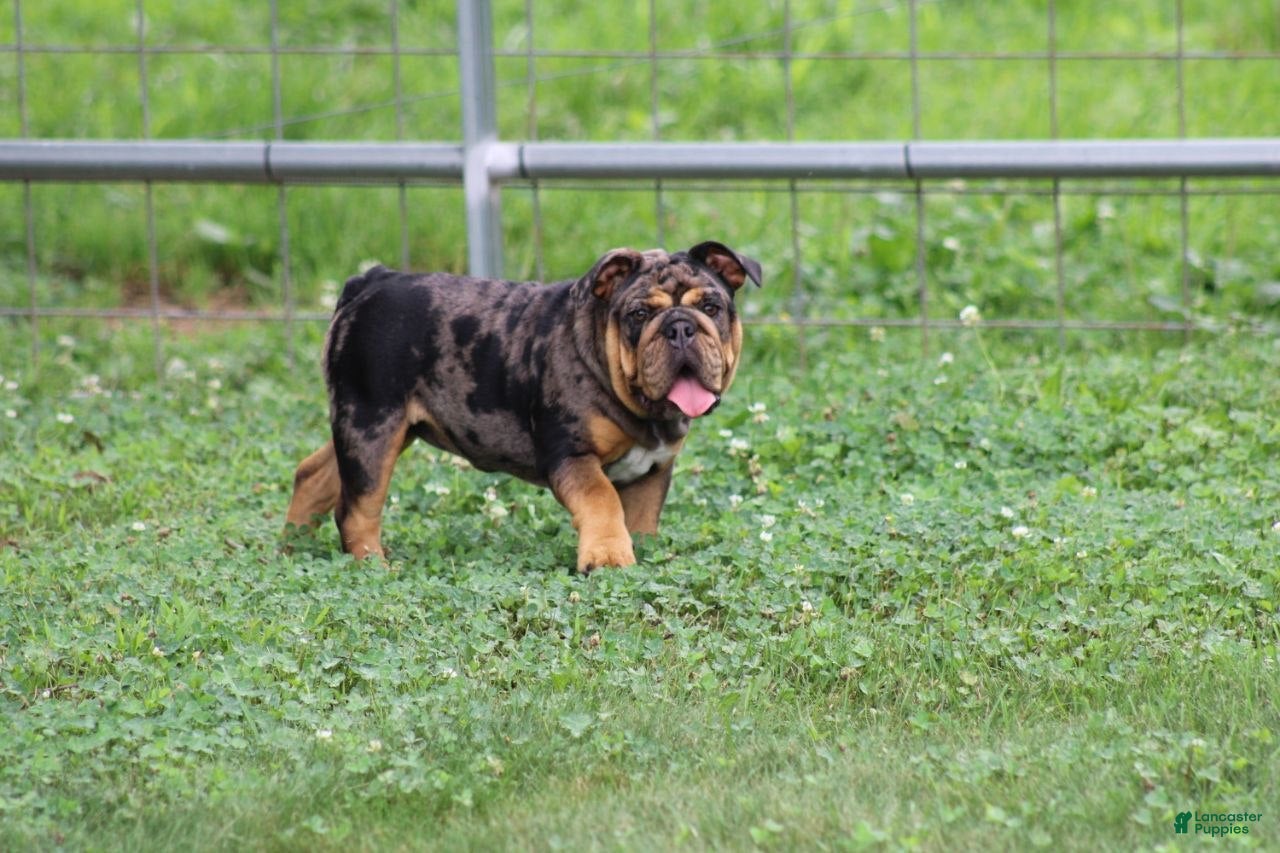 English Bulldog dogs English Bulldog 1 - Ad 1