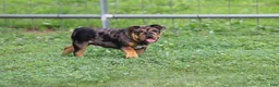 English Bulldog dogs for sale: English Bulldog 1 - Ad 1