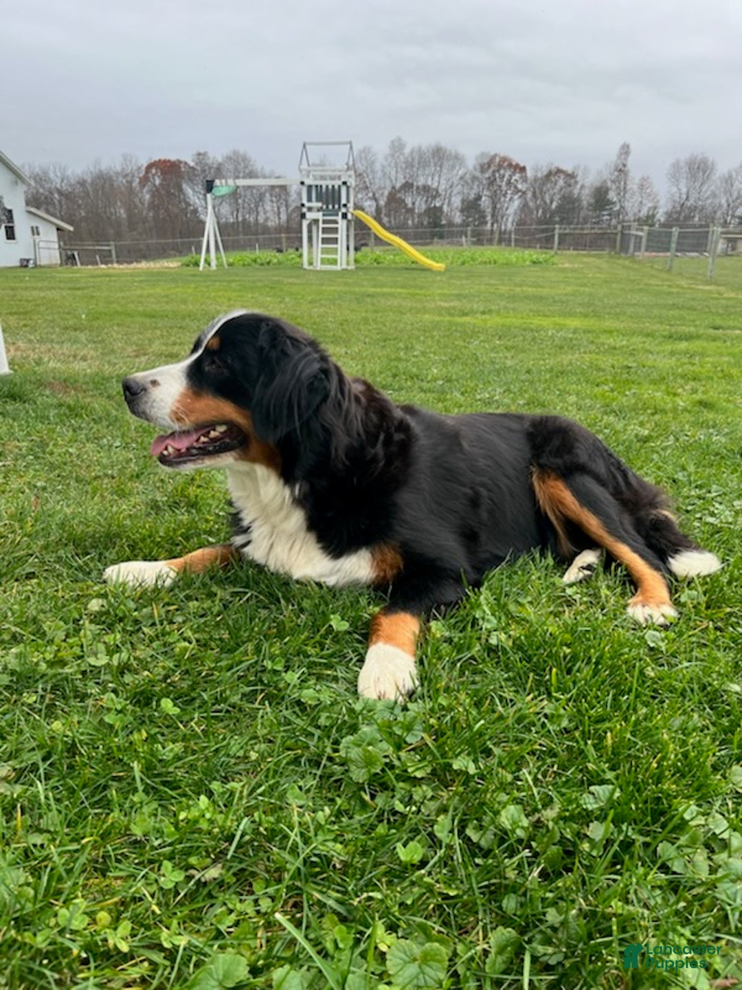 Mini Bernedoodle dogs for sale: Lilly - Ad 6