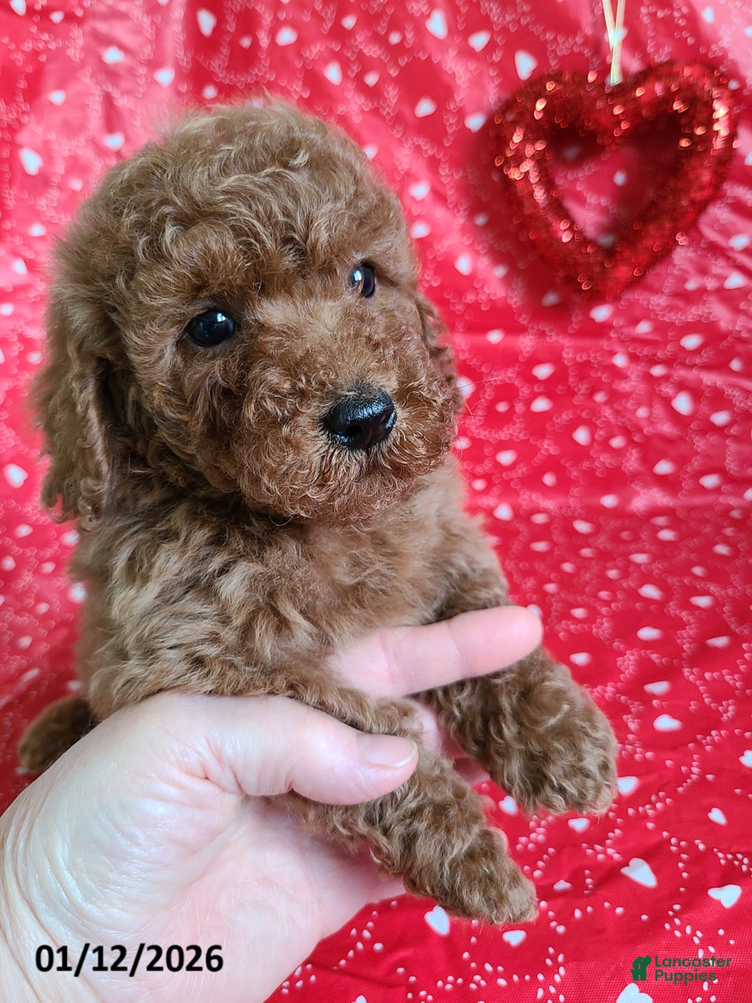 Bichpoo dogs for sale: Dane - Ad 3