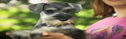 Miniature Schnauzer dogs for sale: Quest Miniature Schnauzer  - Ad 5