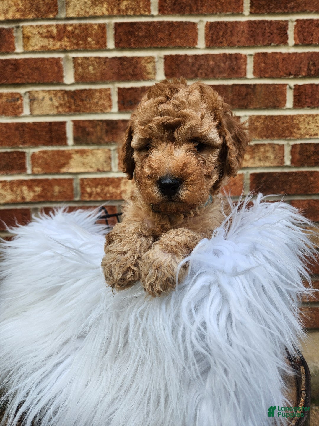 Mini Goldendoodle dogs for sale: JETT - MINI GOLDENDOODLE LOVELY PUPPY (RICHLAND, PA) - F1BB - Ad 5