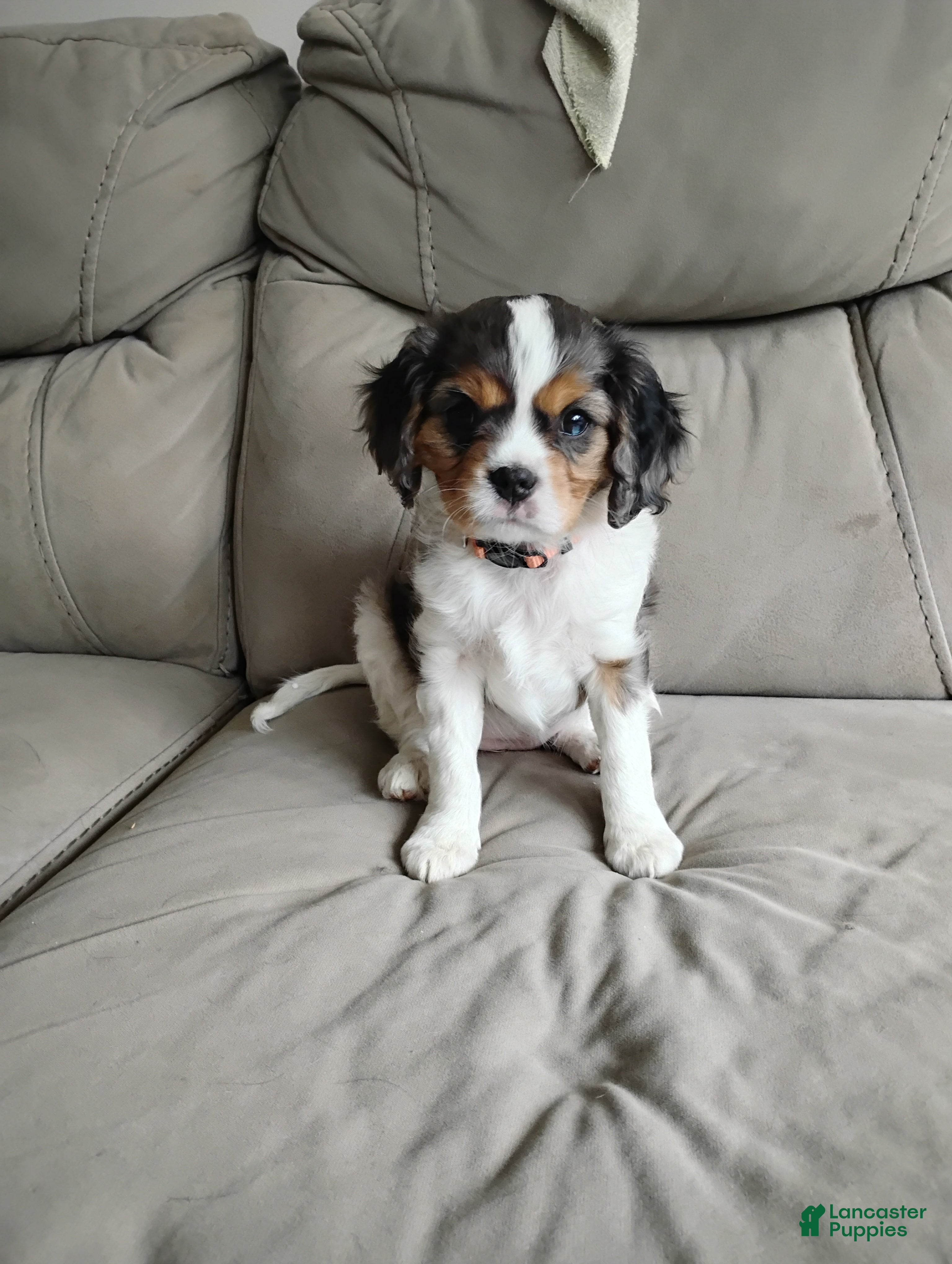 Cavalier King Charles Spaniel dogs Tulip -Cavalier King Charles Spaniel Puppy 2 - Ad 15