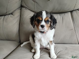 Cavalier King Charles Spaniel dogs Tulip -Cavalier King Charles Spaniel Puppy 2 - Ad 15
