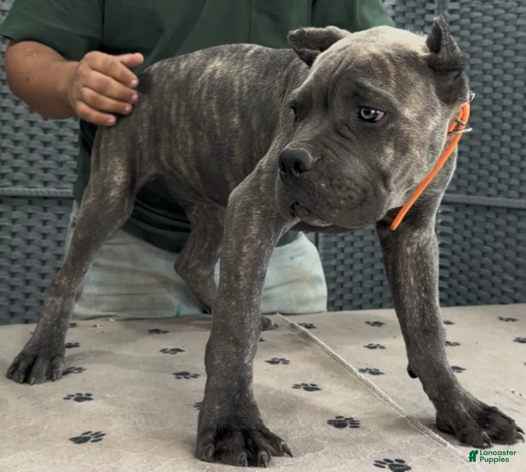 Cane Corso dogs for sale: Orange Boy - Ad 5