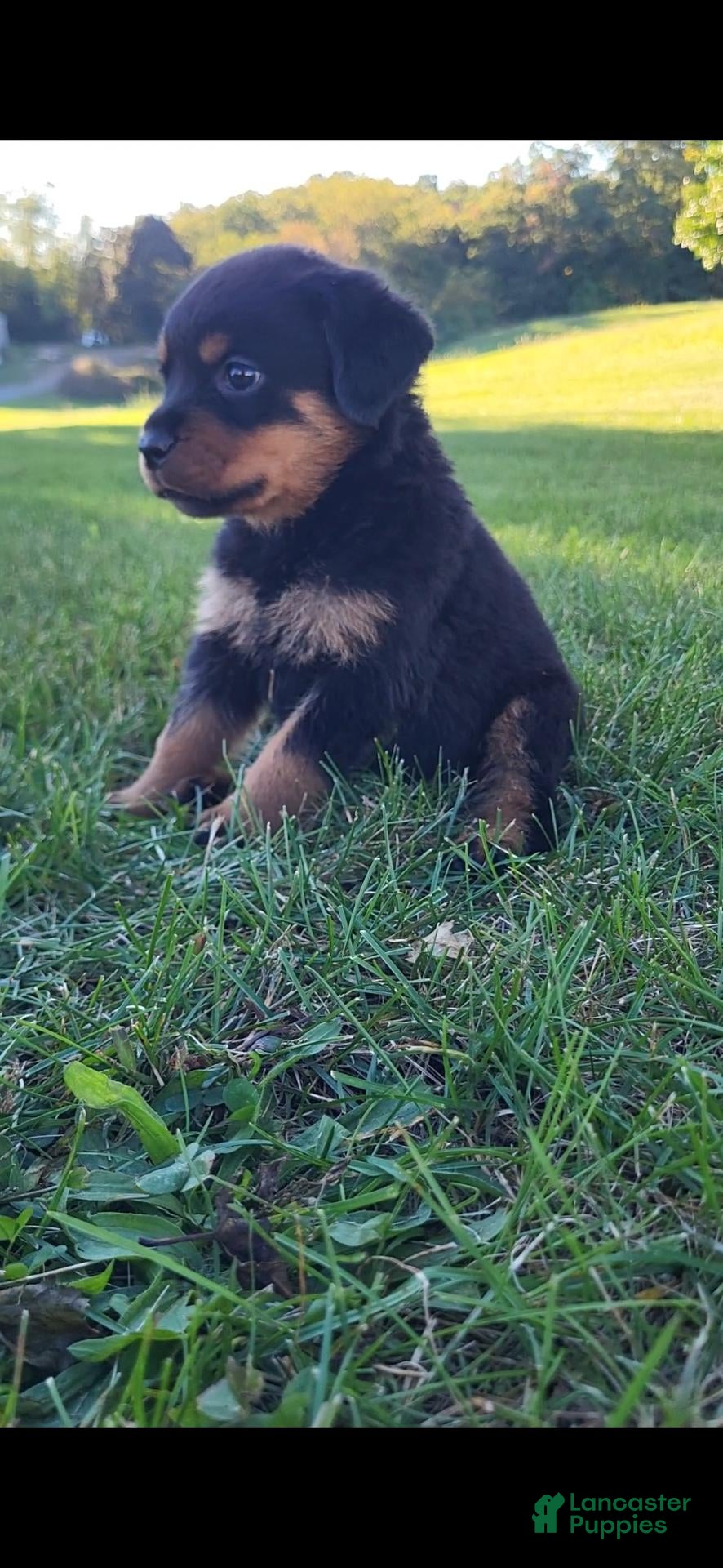 Rottweiler dogs Raven - Ad 1