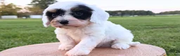 Cavapoo dogs for sale: Houston - Ad 3