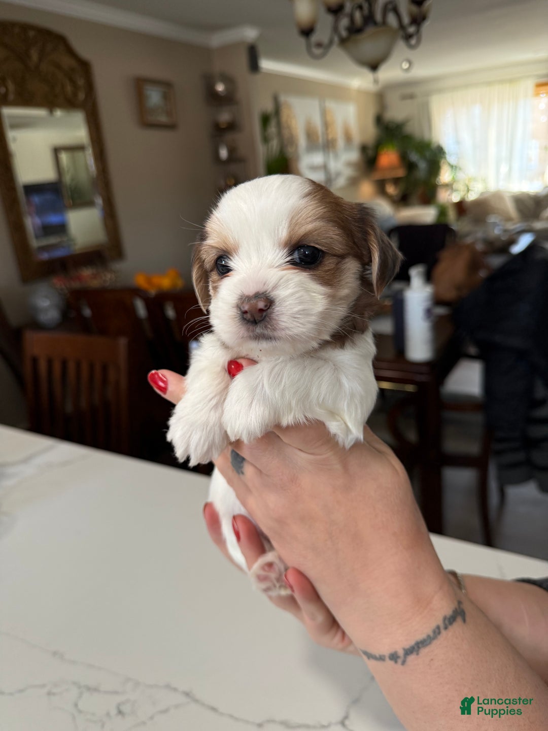 Shorkie dogs for sale: Shorkie Puppy 4 Blessy - Ad 2