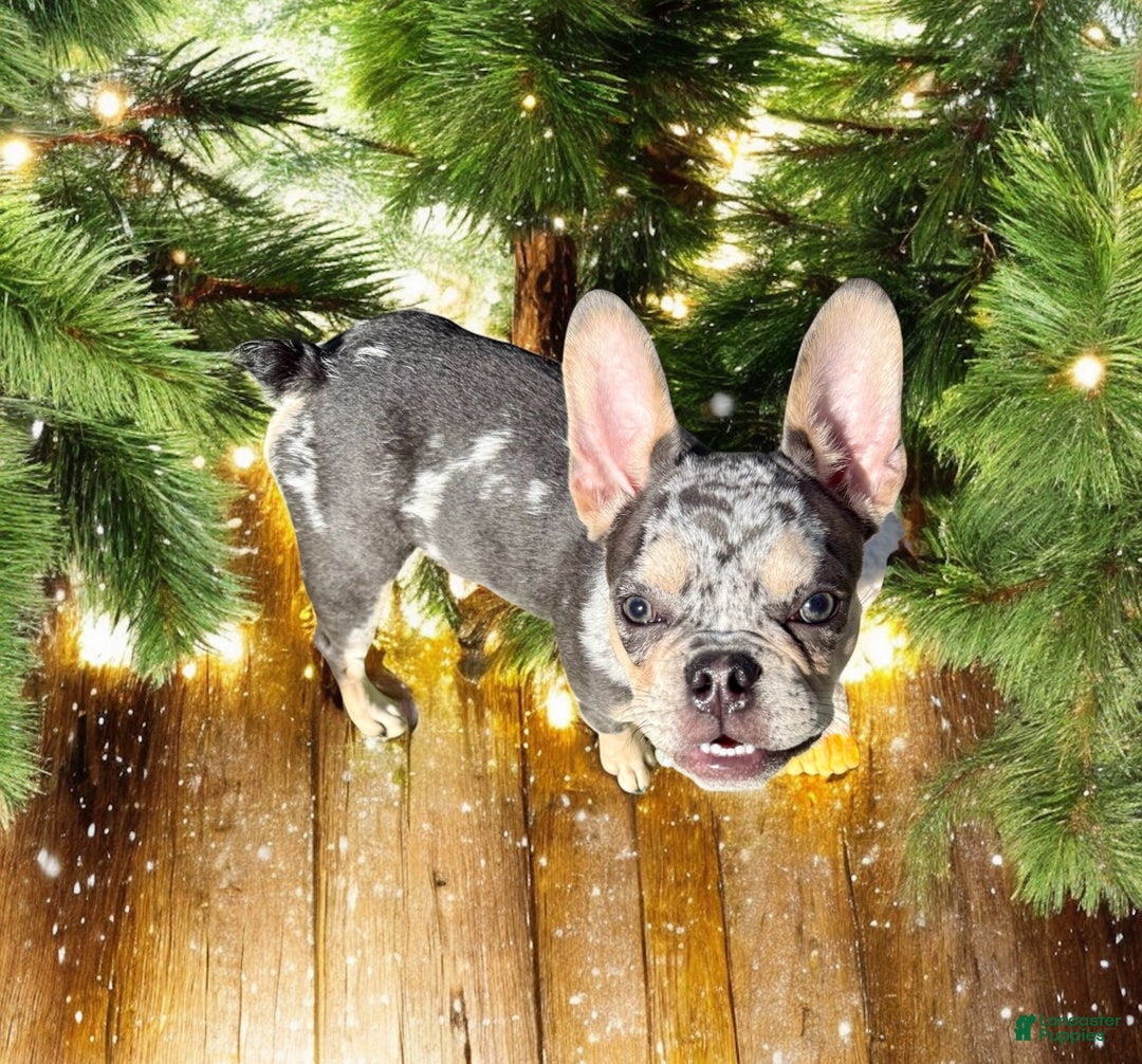 French Bulldog dogs for sale: Neptune - Ad 11