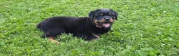 Rottweiler dogs for sale: Rottweiler 1 - Ad 1