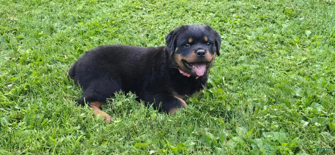 Rottweiler dogs for sale: Rottweiler 1 - Ad 1