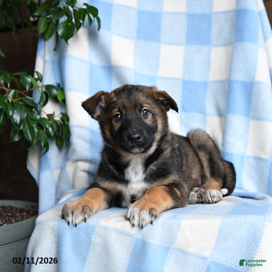 Mixed Breed dogs Bear - Ad 18