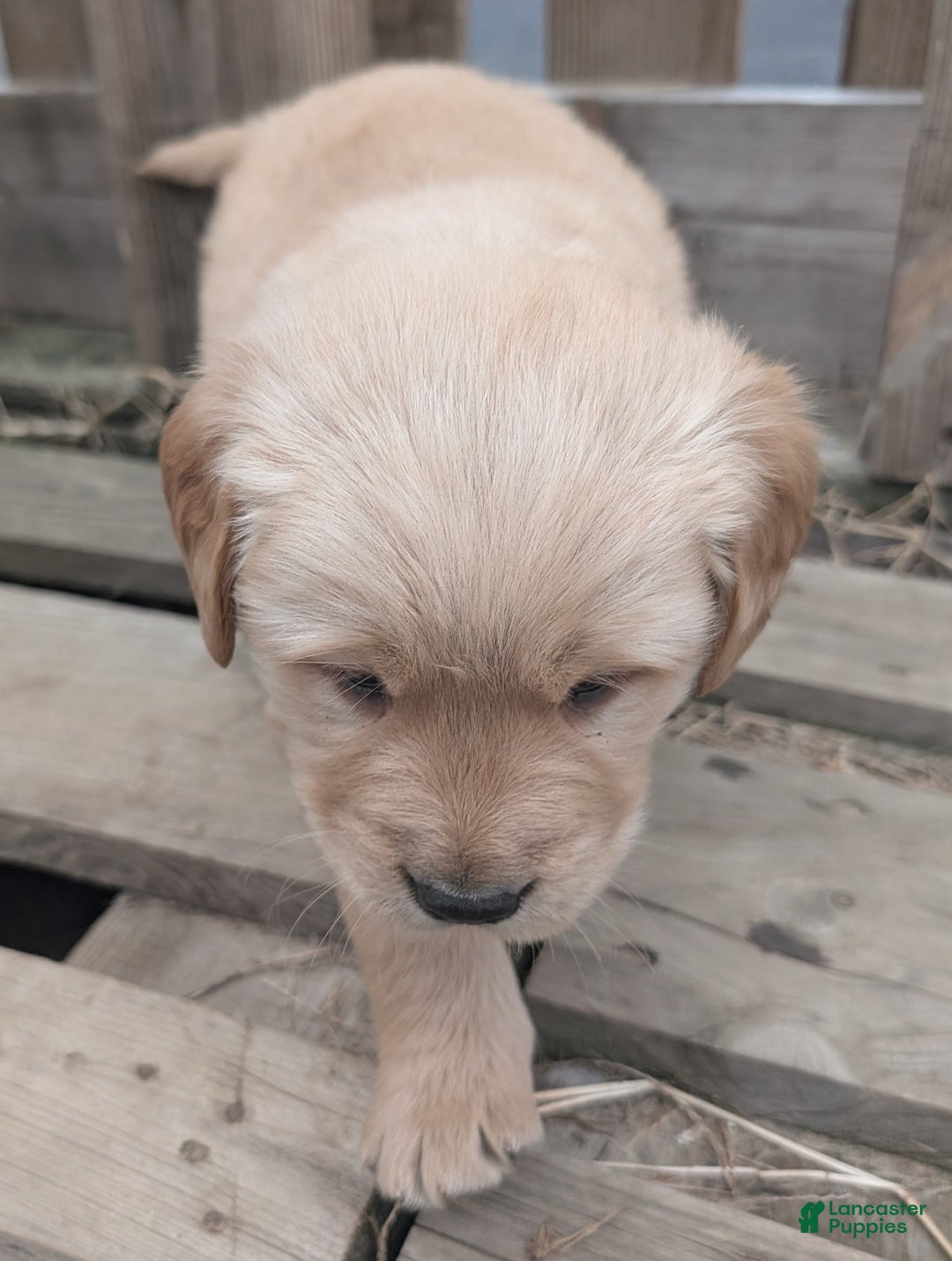 Golden Retriever dogs for sale: Leo - Ad 2
