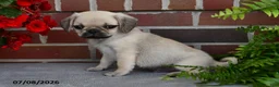 Puggle dogs for sale: Frappe - Ad 4