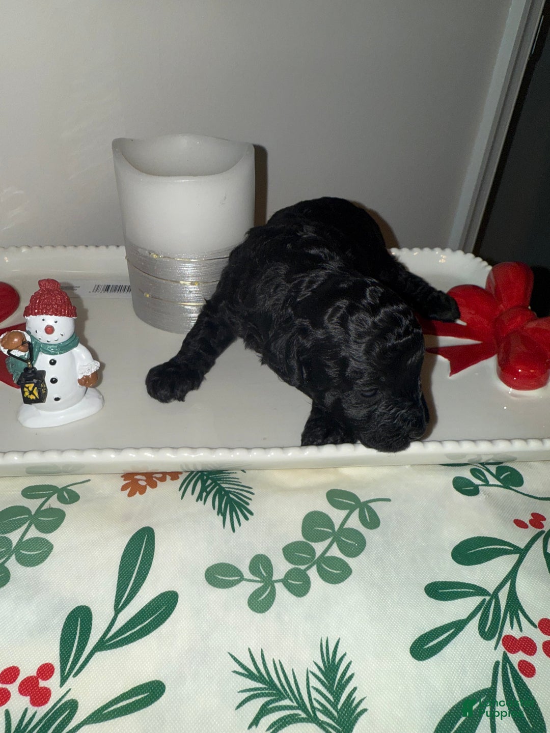 Toy Poodle dogs for sale: Dash - Ad 2