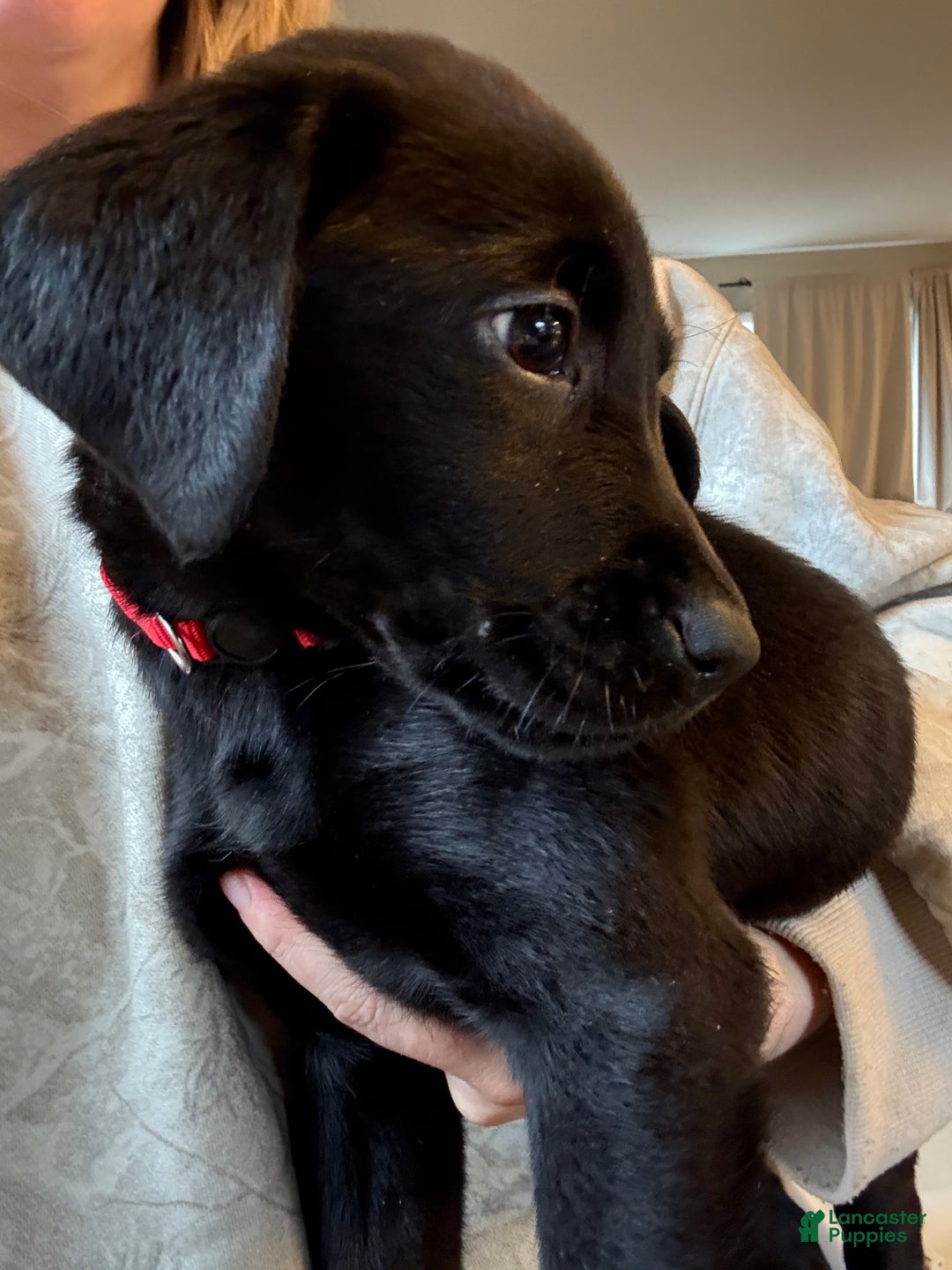 Labrador Retriever dogs for sale: Labrador Retriever Puppy- Red Collar - Ad 2