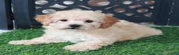 Bichpoo dogs for sale: Bella Adorable Poochon Puppy - Ad 5
