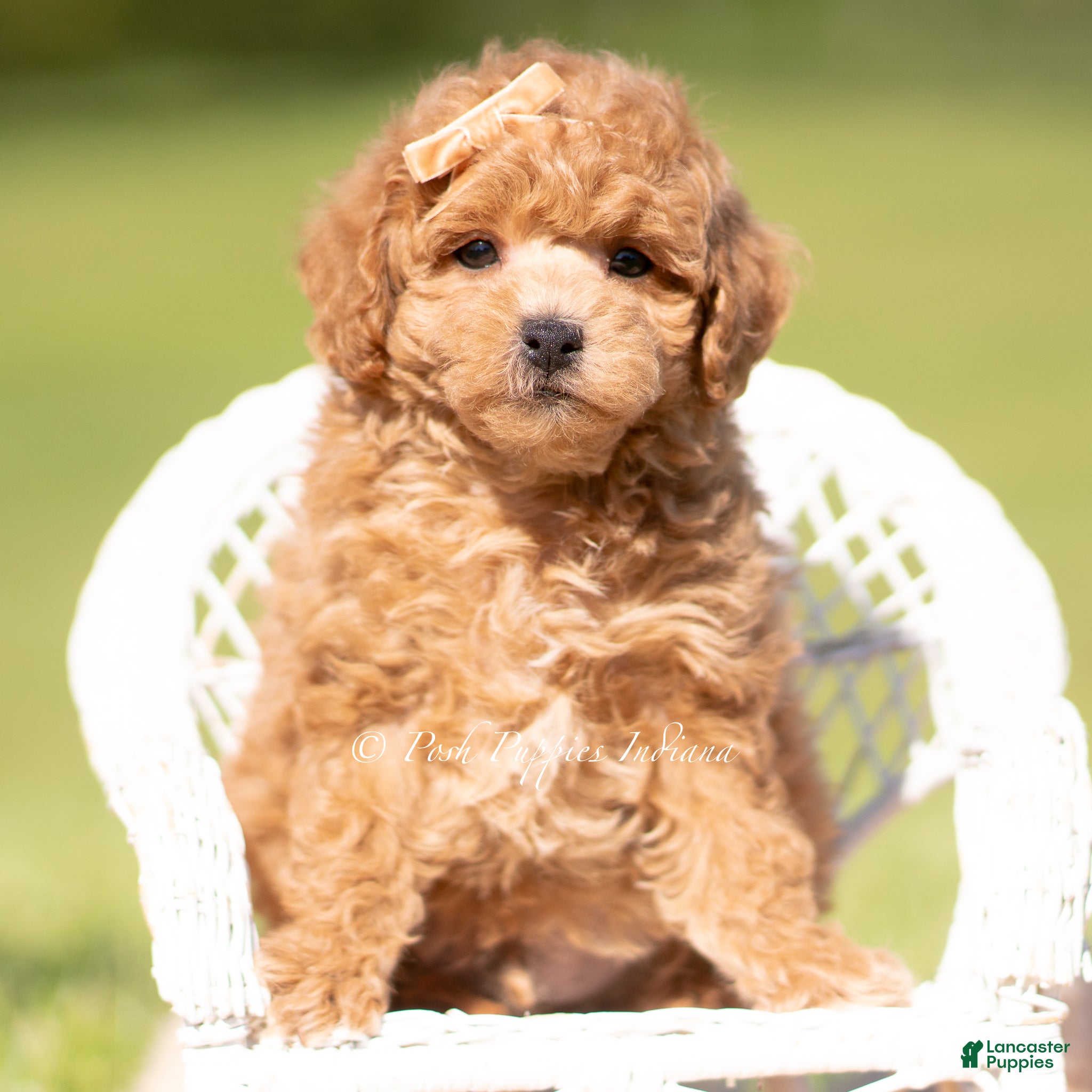 Maltipoo dogs WInston F1B - Ad 17