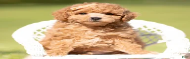 WInston F1B