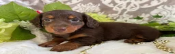 Miniature Dachshund dogs for sale: Mindy - Ad 3