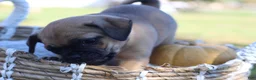Jug dogs for sale: Teddy - Ad 3