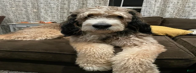 Duke