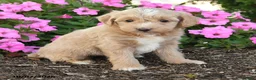 Mini Goldendoodle dogs for sale: Ronda - Ad 4