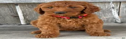 Irish Doodle dogs for sale: Brooklyn - Ad 8