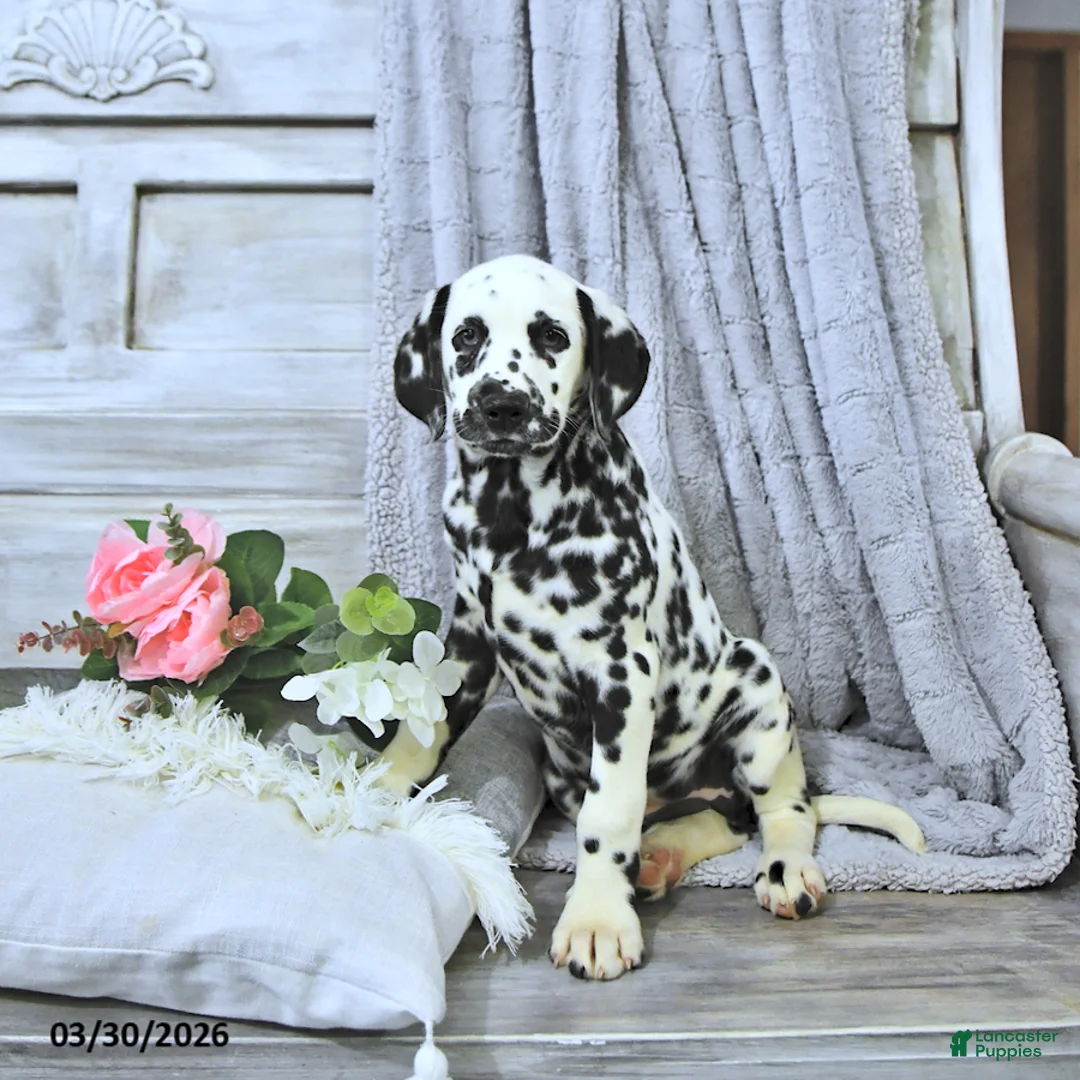 Dalmatian dogs for sale: Jewel - Ad 1